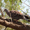 Speckled pigeon (Rock pigeon)