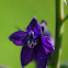 Rocky Mountain Larkspur