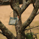 Red-bellied Woodpecker