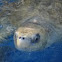 Sea Turtle