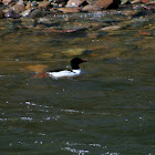 Common Merganser