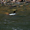 Common Merganser