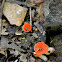 scarlet cup
