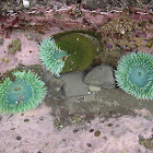 sea anemones