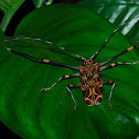 Harlequin Beetle