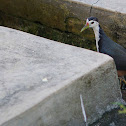 White Breasted Waterhen