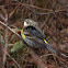 Yellow-rumped Warbler