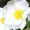Moss-rose Purslane