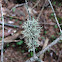 Reindeer Lichen