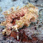 Pteraeolidia ianthina