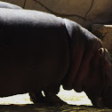 hippopotamus