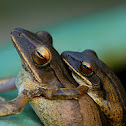frog