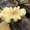 Elegant polypore