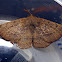 Common Anthelid