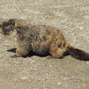 Yellow-bellied Marmot