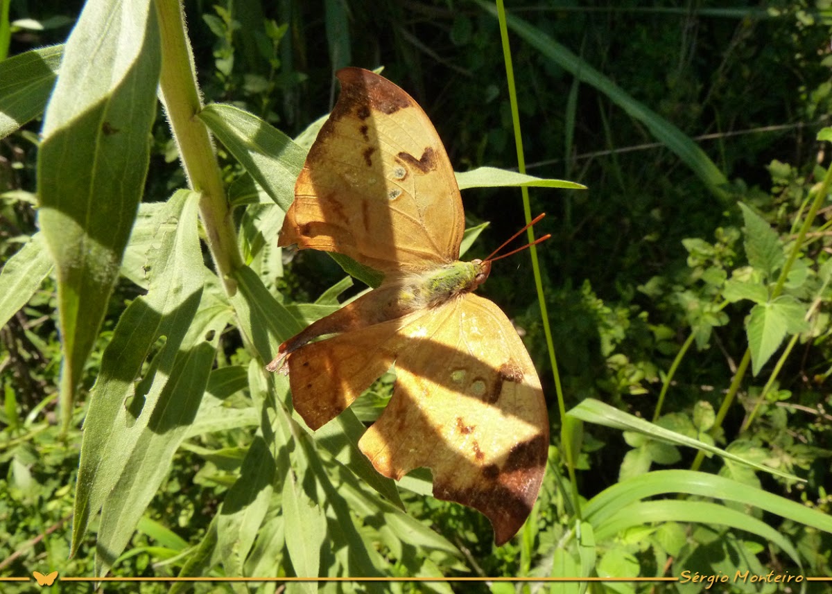 Isidora Leafwing