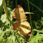 Isidora Leafwing