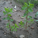 Tuinwolfsmelk