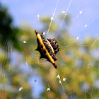 spiny orb-weaver spider