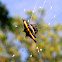 spiny orb-weaver spider