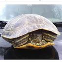 Red-eared Slider