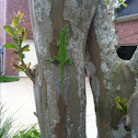 Carolina Anole