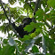 Eastern Chimpanzee