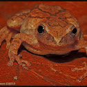 Spring Peeper