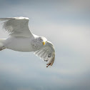American Herring Gull