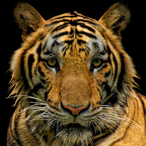 Eye of the Tiger by Charliemagne Unggay - Animals Other Mammals ( mammals, orange, wild, animals, tiger )