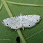 Crambid Moth