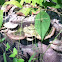 Turkey tail fungus