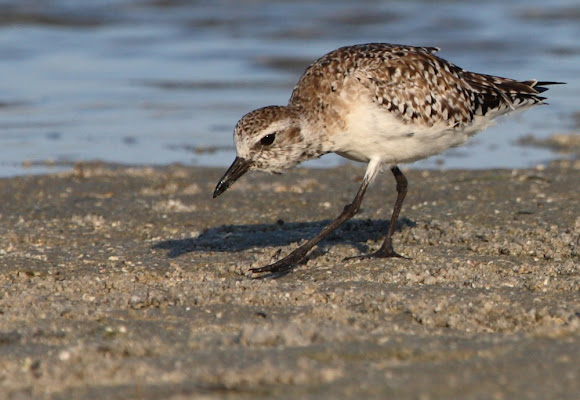 Spotting Image 1