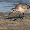 Golden Plover