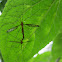 Crane flies mating