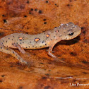 Eastern Newt - red eft stage