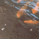 talapia