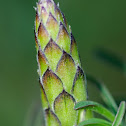 Blue lupin, Altramuz azul