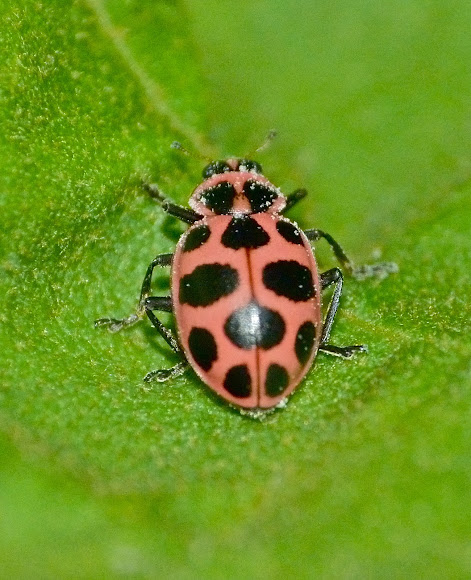 Spotting Image 1