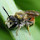 WildlifeStuff