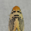 Moth