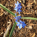 Squill