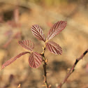 Southern Blackberry