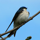 Tree Swallow