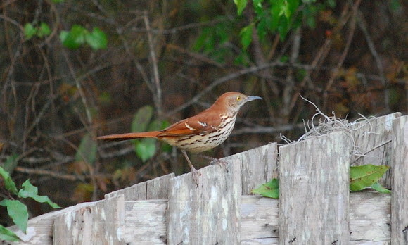 Spotting Image 1