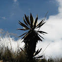 Espeletia