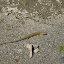 Northern Alligator Lizard