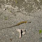 Northern Alligator Lizard