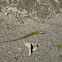 Northern Alligator Lizard