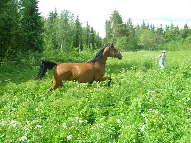 [Pion, Leo och Olivia 009[2].jpg]